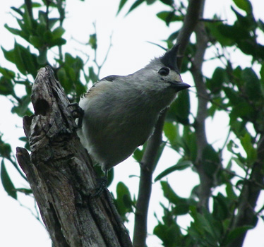 Black-crested Titmouse 3_12_2012